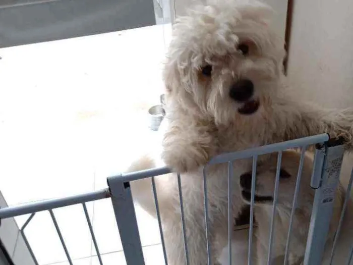 Cachorro ra a Chow Chow com Poodle idade 2 anos nome Mel ou Amora