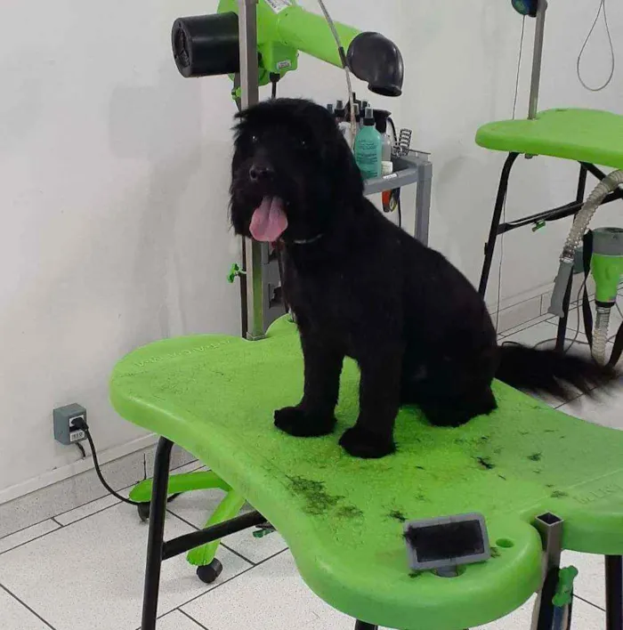 Cachorro raça cocker idade 5 anos nome Kiko