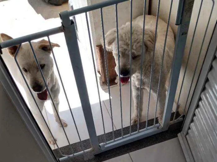 Cachorro ra a Chow Chow com Poodle idade 2 anos nome Mel ou Amora