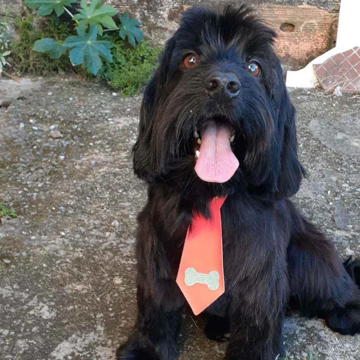 Cachorro raça cocker idade 5 anos nome Kiko