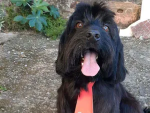 Cachorro raça cocker idade 5 anos nome Kiko