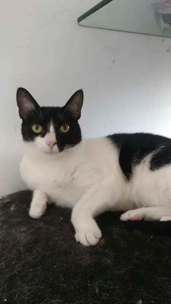 Gato ra a Srd idade 2 anos nome Cléo