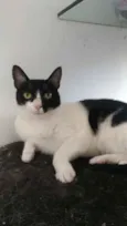 Cléo