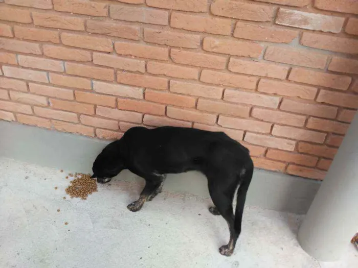 Cachorro ra a Srd idade 2 anos nome Pretinho