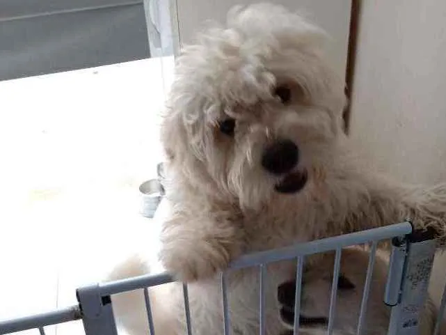Cachorro ra a Chow Chow com Poodle idade 2 anos nome Mel ou Amora