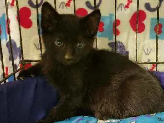 Gato raça Srd idade 2 a 6 meses nome Batman