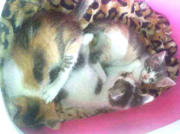 Gato ra a Virá lata  idade Abaixo de 2 meses nome Prosperidade 