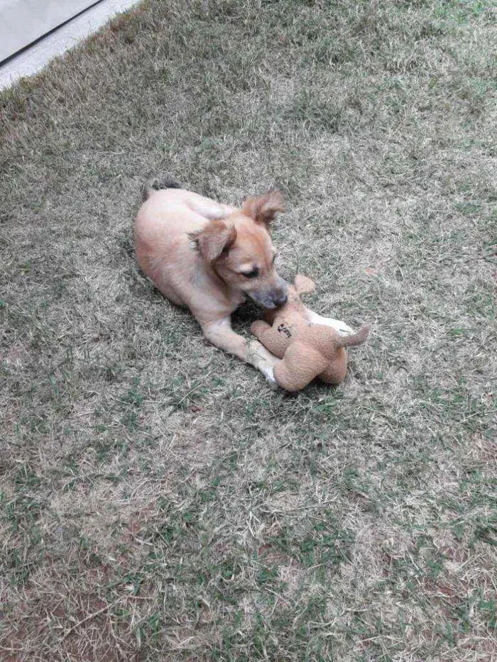 Cachorro raça Mista (labrador com vira lata idade 2 a 6 meses nome Princesa 