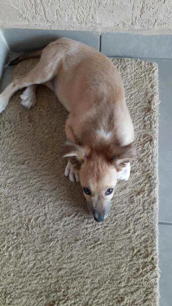 Cachorro raça Mista (labrador com vira lata idade 2 a 6 meses nome Princesa 
