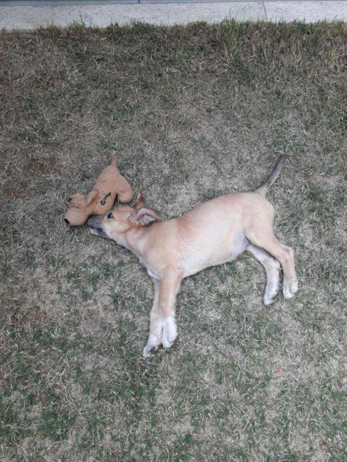 Cachorro raça Mista (labrador com vira lata idade 2 a 6 meses nome Princesa 