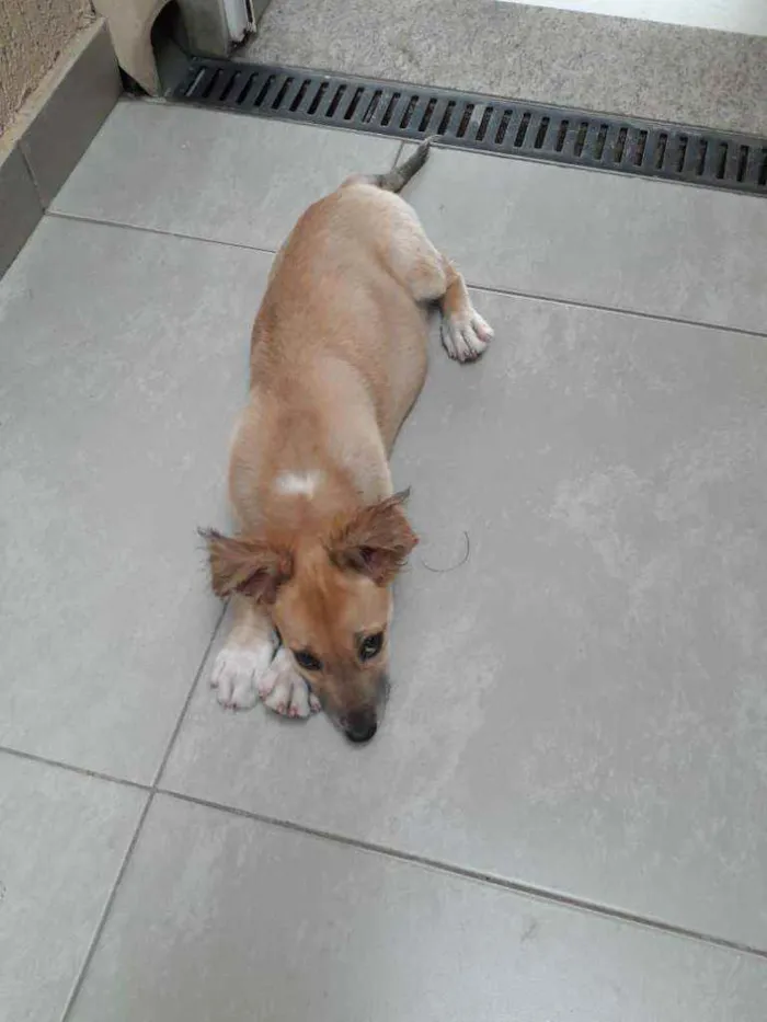 Cachorro raça Mista (labrador com vira lata idade 2 a 6 meses nome Princesa 