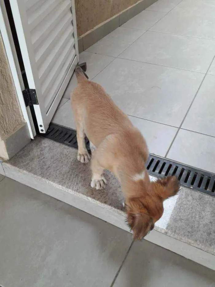 Cachorro raça Mista (labrador com vira lata idade 2 a 6 meses nome Princesa 