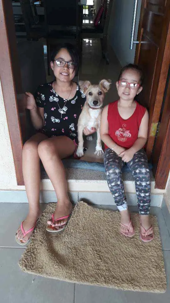 Cachorro raça Mista (labrador com vira lata idade 2 a 6 meses nome Princesa 