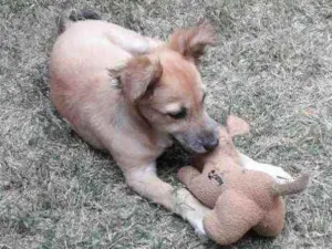 Cachorro raça Mista (labrador com vira lata idade 2 a 6 meses nome Princesa 