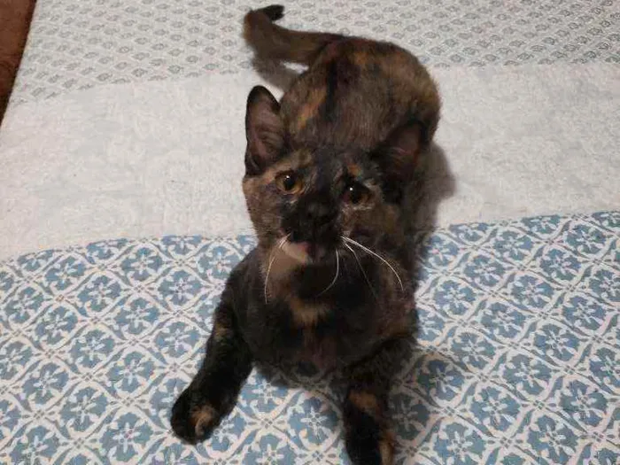 Gato ra a SRD idade 7 a 11 meses nome Arya