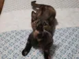 Arya