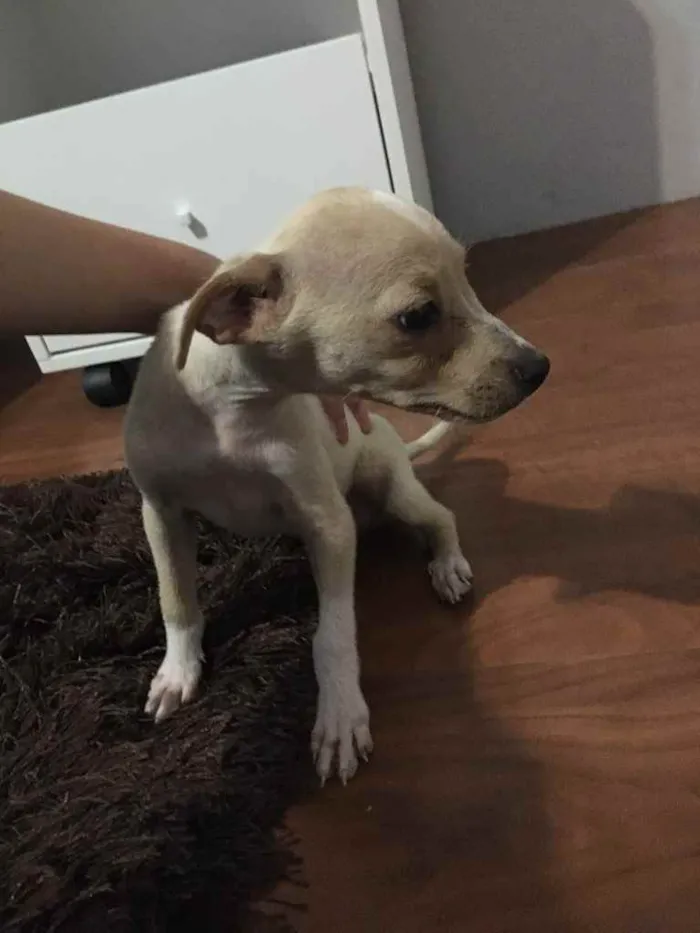 Cachorro raça Vira-Lata idade 2 a 6 meses nome Não têm ainda 