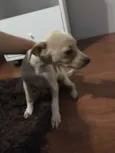 Não têm ainda