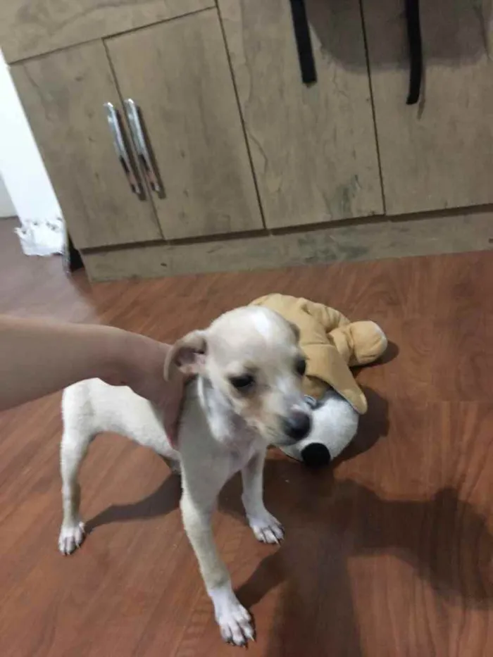 Cachorro raça Vira-Lata idade 2 a 6 meses nome Não têm ainda 