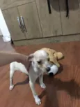 Não têm ainda