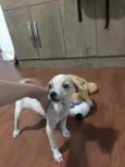 Não têm ainda