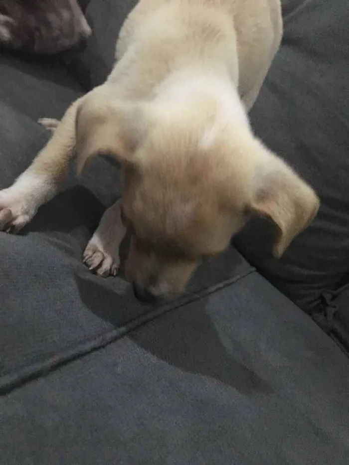 Cachorro raça Vira-Lata idade 2 a 6 meses nome Não têm ainda 