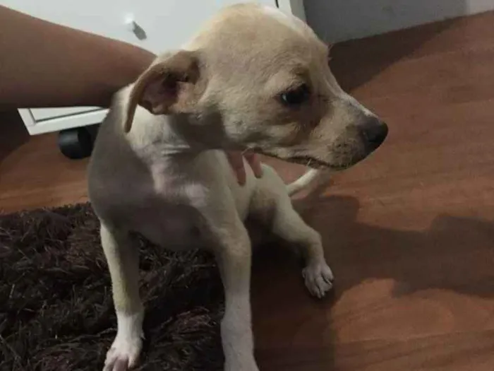 Cachorro raça Vira-Lata idade 2 a 6 meses nome Não têm ainda 