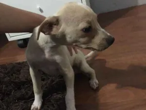 Cachorro raça Vira-Lata idade 2 a 6 meses nome Não têm ainda 