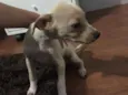 Não têm ainda