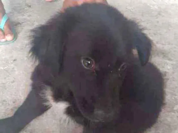 Cachorro ra a SRD idade 2 a 6 meses nome Pretinho lindo