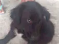 Pretinho lindo