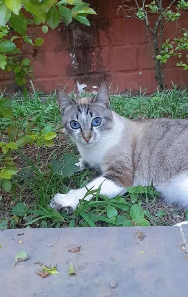 Gato ra a SRD idade 2 a 6 meses nome Não sei 