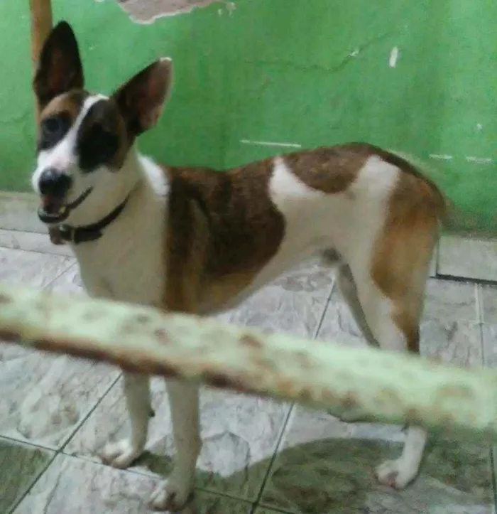Cachorro raça Vira lata idade 1 ano nome Thor