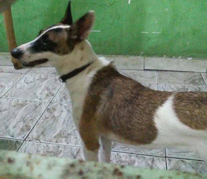 Cachorro raça Vira lata idade 1 ano nome Thor