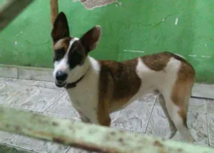 Cachorro raça Vira lata idade 1 ano nome Thor