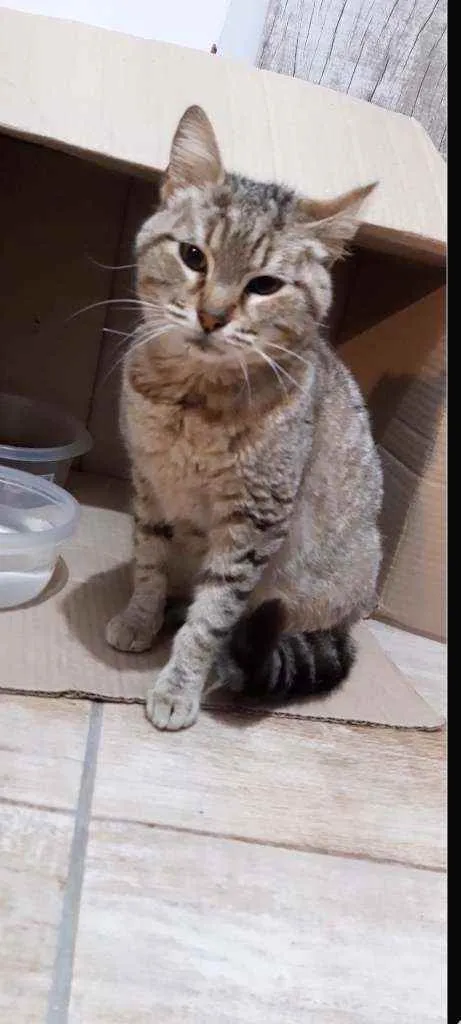 Gato ra a SRD idade 1 ano nome Clotilde