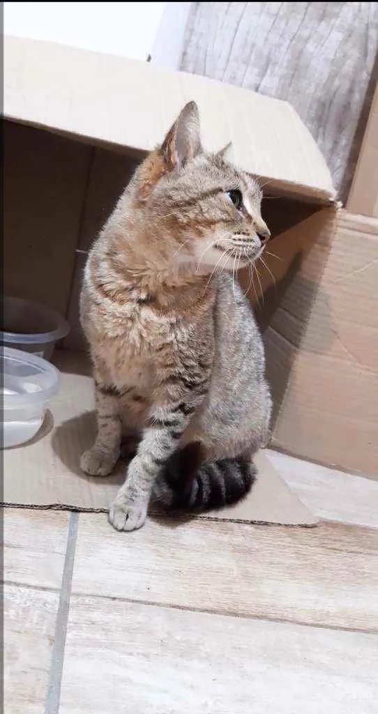 Gato ra a SRD idade 1 ano nome Clotilde