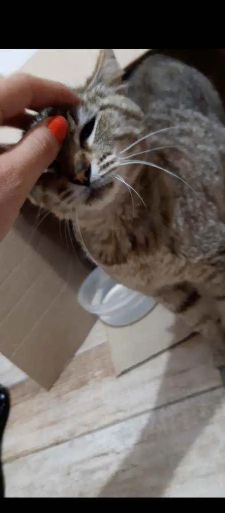 Gato ra a SRD idade 1 ano nome Clotilde