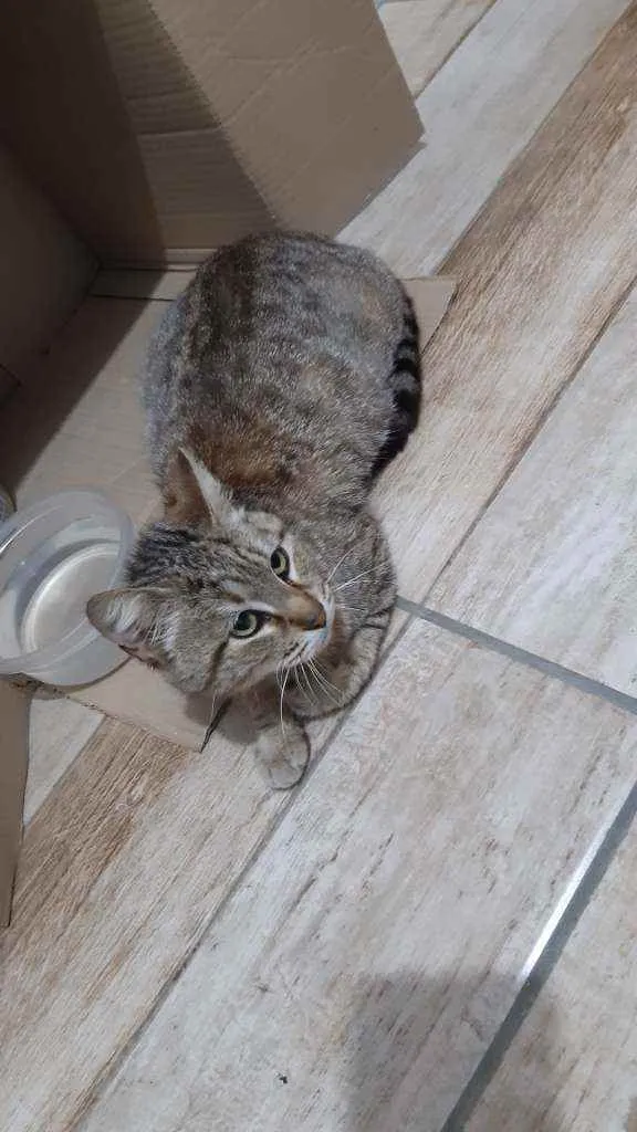 Gato ra a SRD idade 1 ano nome Clotilde