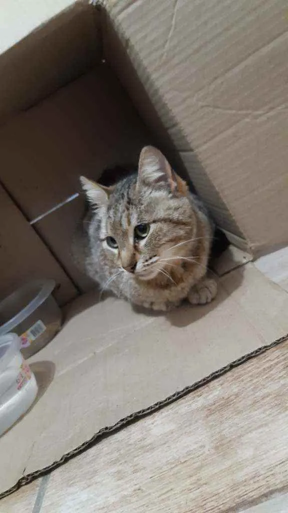 Gato ra a SRD idade 1 ano nome Clotilde