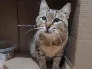 Gato raça SRD idade 1 ano nome Clotilde