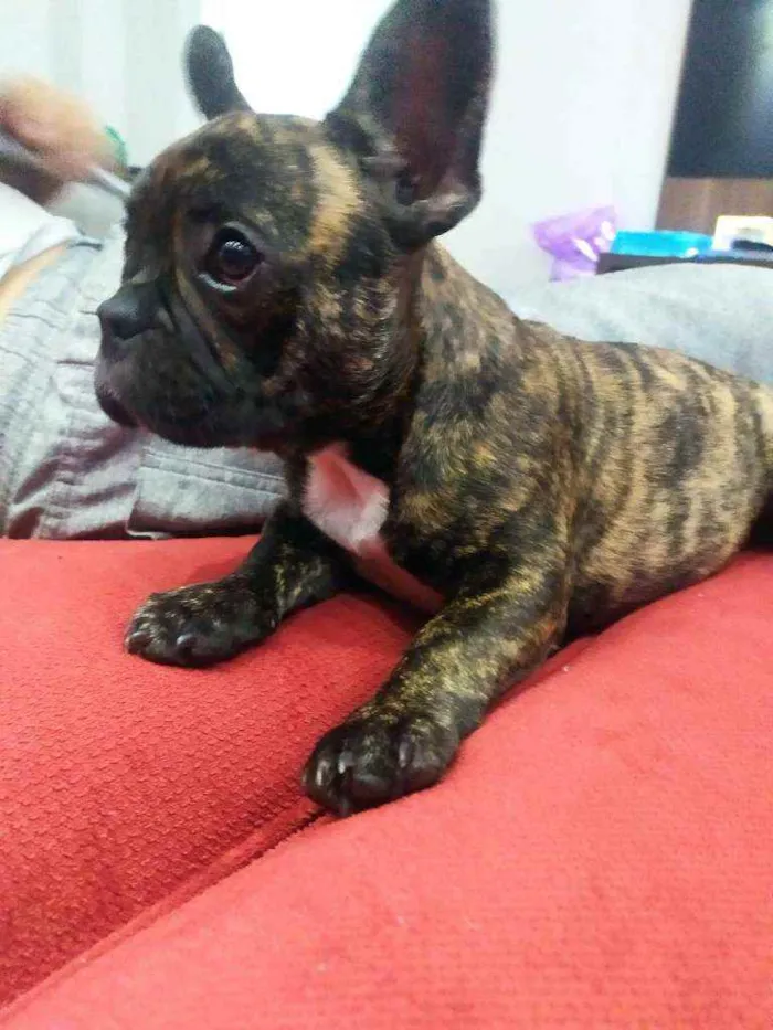Cachorro ra a Buldogue francês idade 2 a 6 meses nome Milka