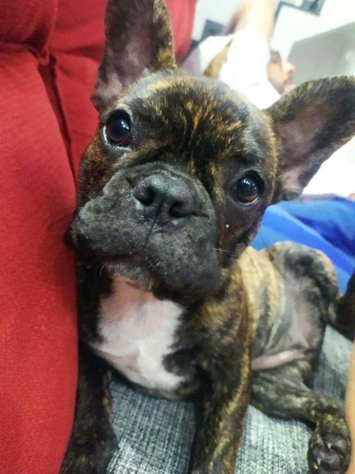 Cachorro ra a Buldogue francês idade 2 a 6 meses nome Milka