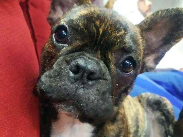 Cachorro ra a Buldogue francês idade 2 a 6 meses nome Milka