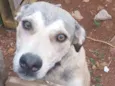 Apolo