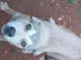 Apolo