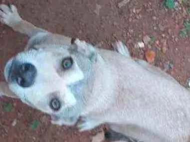 Cachorro raça Nao sei idade 2 a 6 meses nome Apolo