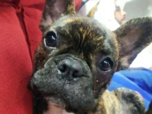 Cachorro raça Buldogue francês idade 2 a 6 meses nome Milka