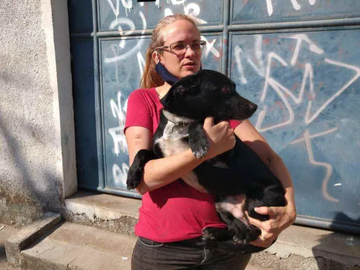 Cachorro ra a sem raça definida idade 1 ano nome Shin-shang