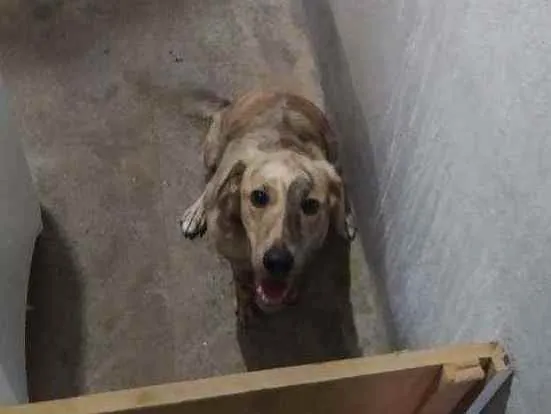 Cachorro ra a Vira lata idade 7 a 11 meses nome Maya